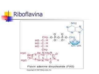 Riboflavina 