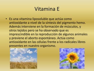 Vitamina E
• Es una vitamina liposoluble que actúa como
  antioxidante a nivel de la síntesis del pigmento hemo.
  Además interviene en la formación de músculos, y
  otros tejidos pero se ha observado que es
  imprescindible en la reproducción de algunos animales
  y previene el aborto espontáneo. Actúa como
  antioxidante en las células frente a los radicales libres
  presentes en nuestro organismo.
 