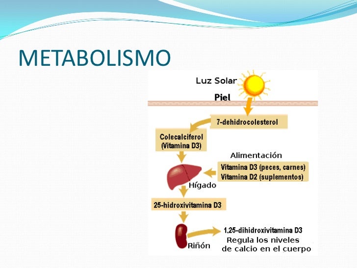metabolismo esquema con el estrés