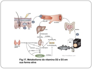 Vitamina D




                                     http://medlibes.com

Fig.17. Metabolismo da vitamina D2 e D3 em
sua forma ativa
 