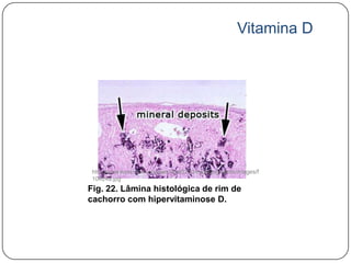 Vitamina D




 http://www.kosvi.com/courses/vpat5200/injury/pigments/images/f
 10424a.jpg
Fig. 22. Lâmina histológica de rim de
cachorro com hipervitaminose D.
 