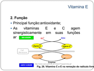 Vitamina E

2. Função
 Principal função:antioxidante;
 As     vitaminas    E     e    C agem
  sinergisticamente em suas funções
  antioxidantes;




             http://www-users.york.ac.uk/~chem77/graph/vitce.gif
               Fig. 28. Vitamina C e E na remoção de radicais livre
 