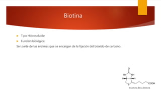 Biotina
 Tipo Hidrosoluble
 Función biológica:
Ser parte de las enzimas que se encargan de la fijación del bióxido de carbono.
 