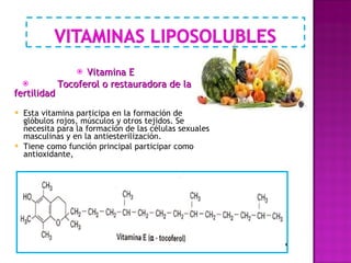 Vitamina E  Tocoferol o restauradora de la fertilidad  Esta vitamina participa en la formación de glóbulos rojos, músculos y otros tejidos. Se necesita para la formación de las células sexuales masculinas y en la antiesterilización. Tiene como función principal participar como antioxidante, 