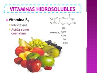 Vitamina B 2 Riboflavina Actúa como coenzima 