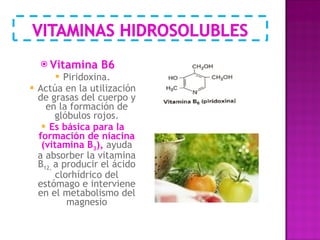 Vitamina B6 Piridoxina. Actúa en la utilización de grasas del cuerpo y en la formación de glóbulos rojos. Es básica para la formación de niacina (vitamina B 3 ),  ayuda a absorber la vitamina B 12,  a producir el ácido clorhídrico del estómago e interviene en el metabolismo del magnesio 