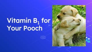 Vitamin B1 for
Your Pooch
 