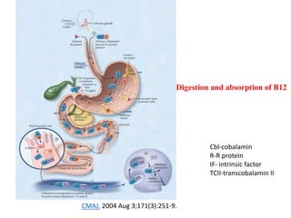 Digestion and absorption of B12 
Cbl-cobalamin 
R-R protein 
IF- intrinsic factor 
TCII-transcobalamin II 
CMAJ. 2004 Aug 3;171(3):251-9. 
 
