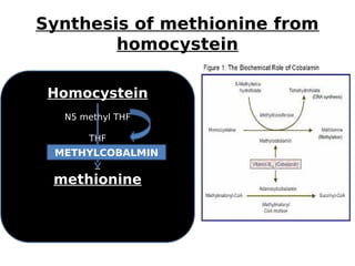 Synthesis of methionine from
homocystein
Homocystein
N5 methyl THF
THF
methionine
METHYLCOBALMIN
 