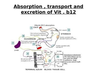 Absorption , transport and
excretion of Vit . b12
 