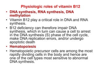 Physiologic roles of vitamin B12
• DNA synthesis, RNA synthesis, DNA
methylation
• Vitamin B12 play a critical role in DNA and RNA
synthesis.
• B12 deficiency can therefore impair DNA
synthesis, which in turn can cause a cell to arrest
in the DNA synthesis (S) phase of the cell cycle,
make DNA replication errors, and/or undergo
apoptotic death
• Hematopoiesis
• Hematopoietic precursor cells are among the most
rapidly dividing cells in the body and hence are
one of the cell types most sensitive to abnormal
DNA synthesis.
 