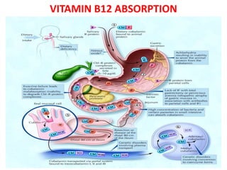 VITAMIN B12 ABSORPTION
 