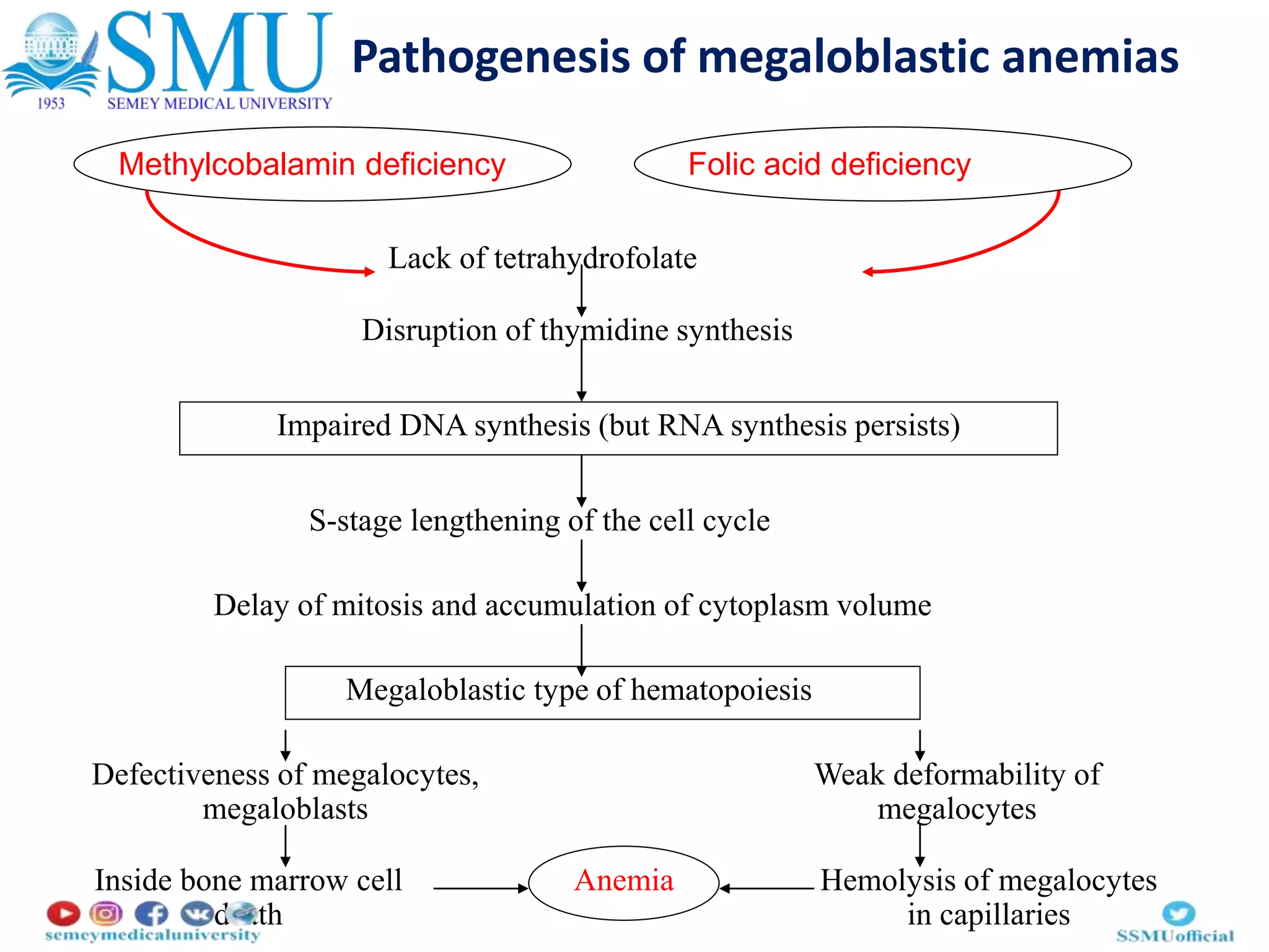Vitamin B12 deficiency anemia (B12-DA),PPT. eng.pptx