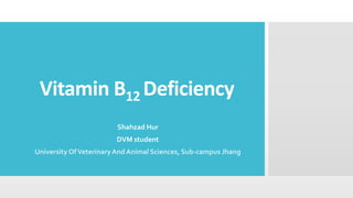 Vitamin B12 Deficiency
Shahzad Hur
DVM student
University OfVeterinaryAnd Animal Sciences, Sub-campus Jhang
 