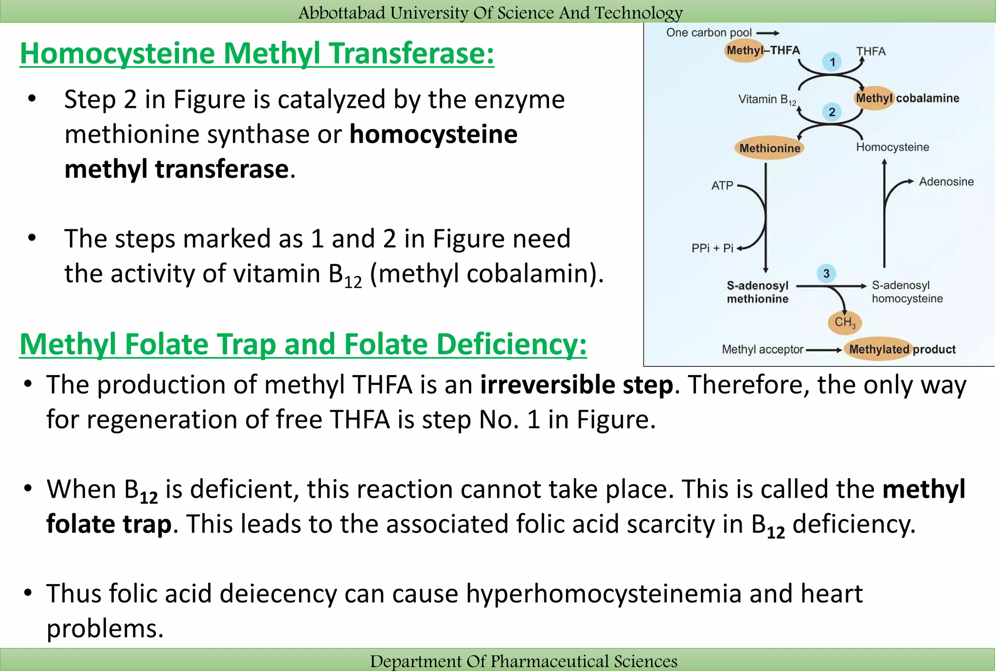 Abbottabad University Of Science And Technology
Department Of Pharmaceutical Sciences
Homocysteine Methyl Transferase:
• Step 2 in Figure is catalyzed by the enzyme
methionine synthase or homocysteine
methyl transferase.
• The steps marked as 1 and 2 in Figure need
the activity of vitamin B12 (methyl cobalamin).
Methyl Folate Trap and Folate Deficiency:
• The production of methyl THFA is an irreversible step. Therefore, the only way
for regeneration of free THFA is step No. 1 in Figure.
• When B12 is deficient, this reaction cannot take place. This is called the methyl
folate trap. This leads to the associated folic acid scarcity in B12 deficiency.
• Thus folic acid deiecency can cause hyperhomocysteinemia and heart
problems.
 