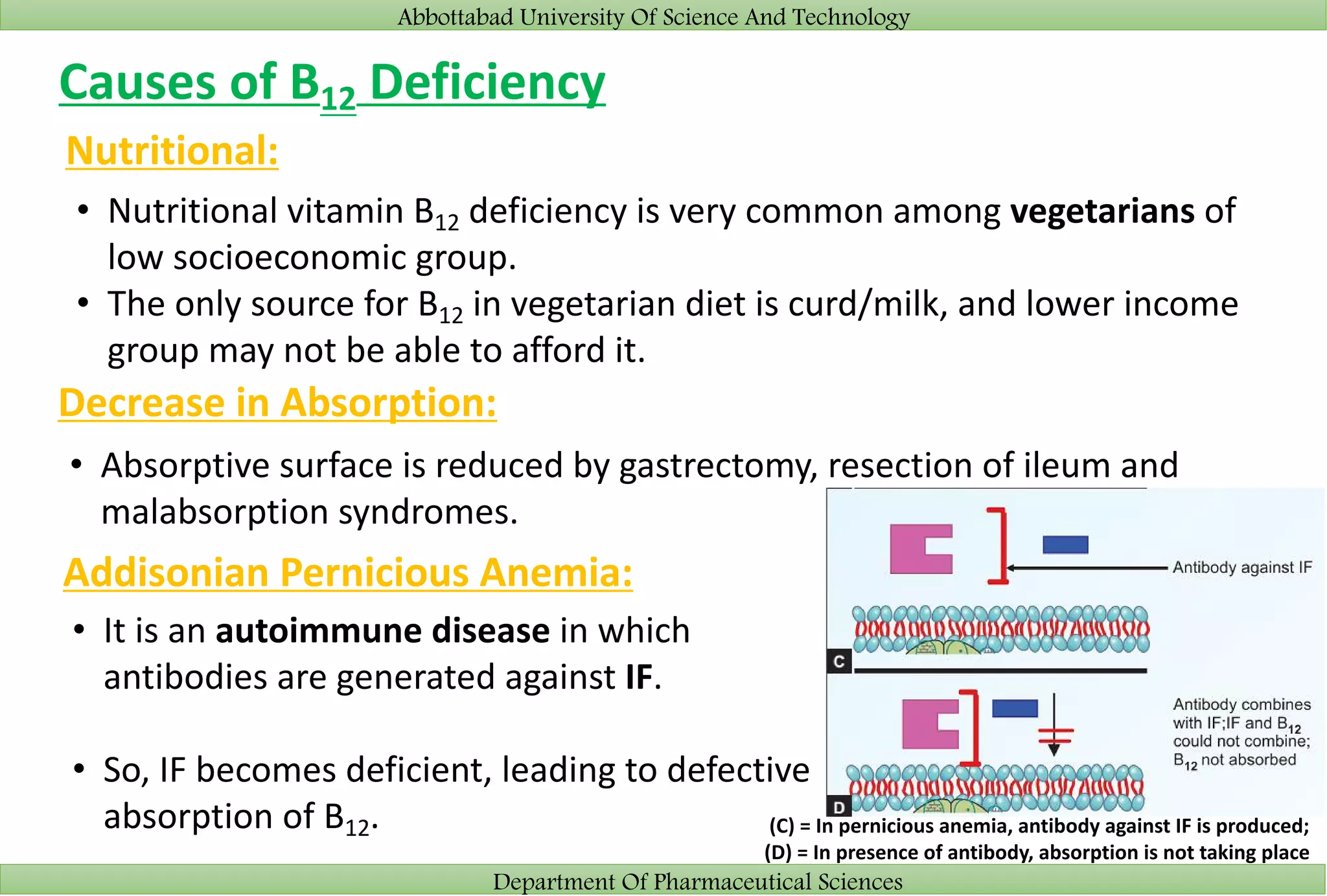 Abbottabad University Of Science And Technology
Department Of Pharmaceutical Sciences
Causes of B12 Deficiency
Nutritional:
• Nutritional vitamin B12 deficiency is very common among vegetarians of
low socioeconomic group.
• The only source for B12 in vegetarian diet is curd/milk, and lower income
group may not be able to afford it.
Decrease in Absorption:
• Absorptive surface is reduced by gastrectomy, resection of ileum and
malabsorption syndromes.
Addisonian Pernicious Anemia:
• It is an autoimmune disease in which
antibodies are generated against IF.
• So, IF becomes deficient, leading to defective
absorption of B12. (C) = In pernicious anemia, antibody against IF is produced;
(D) = In presence of antibody, absorption is not taking place
 