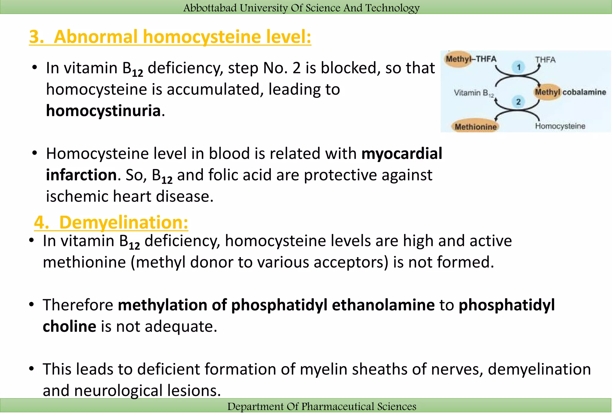 Abbottabad University Of Science And Technology
Department Of Pharmaceutical Sciences
3. Abnormal homocysteine level:
• In vitamin B12 deficiency, step No. 2 is blocked, so that
homocysteine is accumulated, leading to
homocystinuria.
• Homocysteine level in blood is related with myocardial
infarction. So, B12 and folic acid are protective against
ischemic heart disease.
4. Demyelination:
• In vitamin B12 deficiency, homocysteine levels are high and active
methionine (methyl donor to various acceptors) is not formed.
• Therefore methylation of phosphatidyl ethanolamine to phosphatidyl
choline is not adequate.
• This leads to deficient formation of myelin sheaths of nerves, demyelination
and neurological lesions.
 