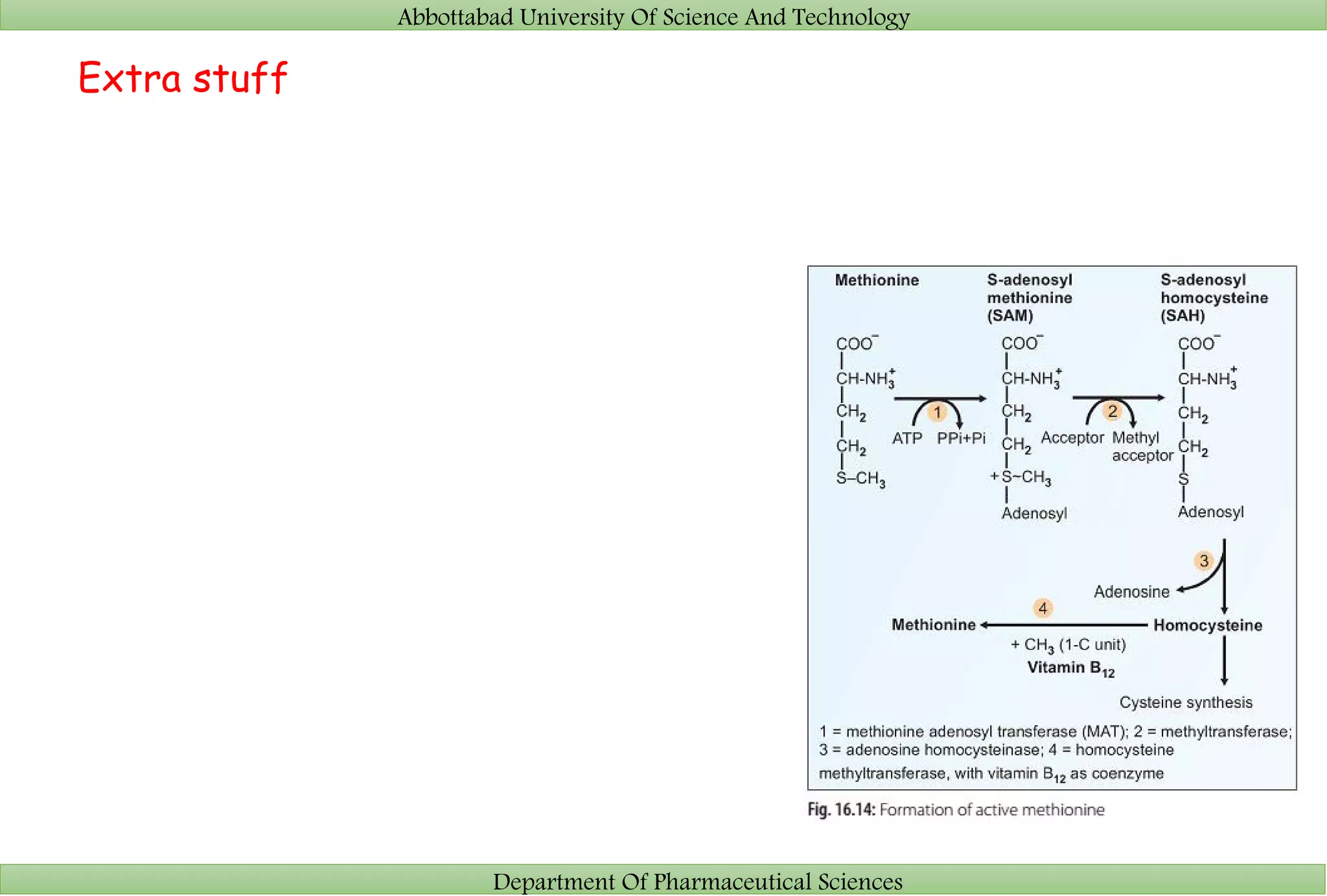 Abbottabad University Of Science And Technology
Department Of Pharmaceutical Sciences
Extra stuff
 
