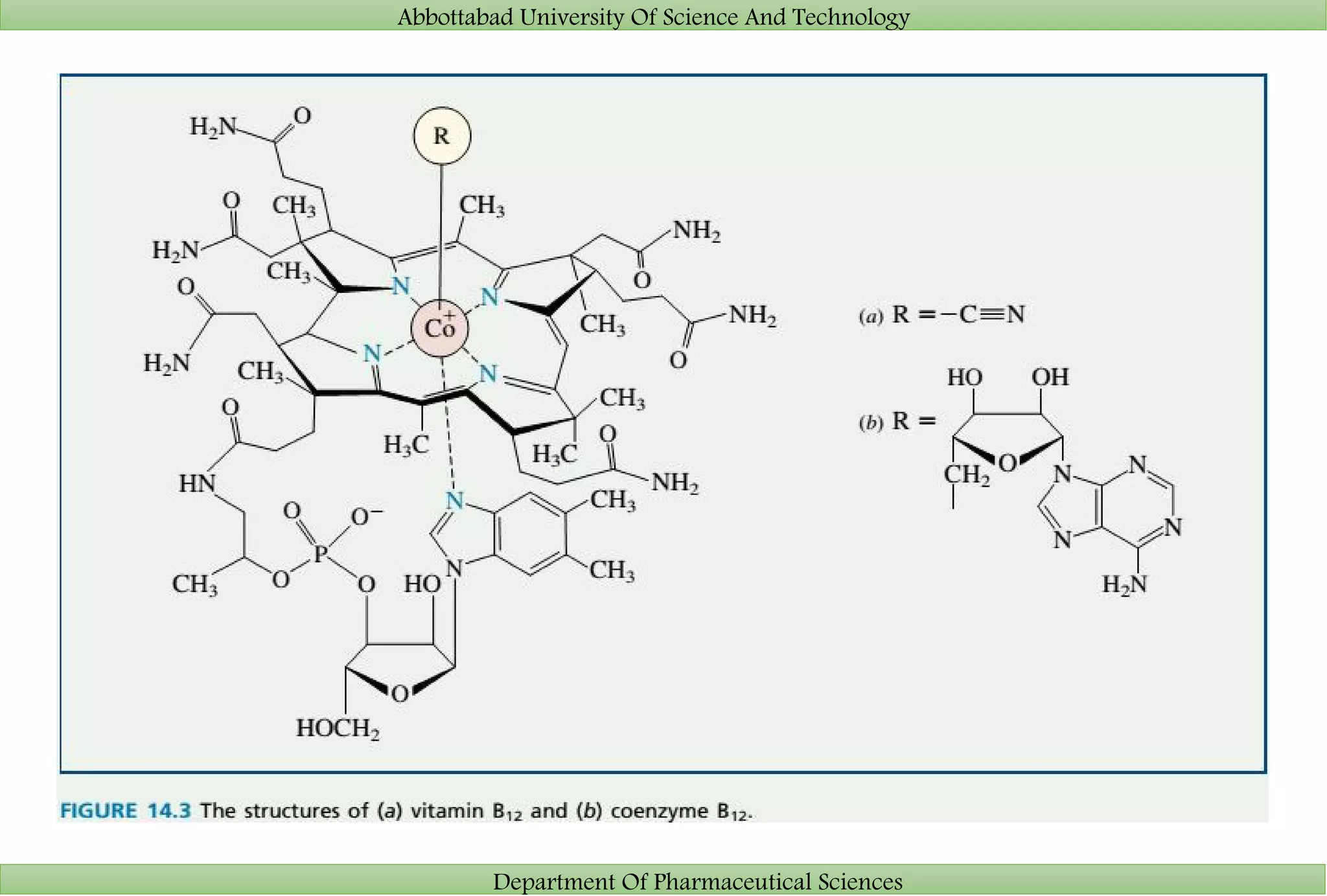 Abbottabad University Of Science And Technology
Department Of Pharmaceutical Sciences
 