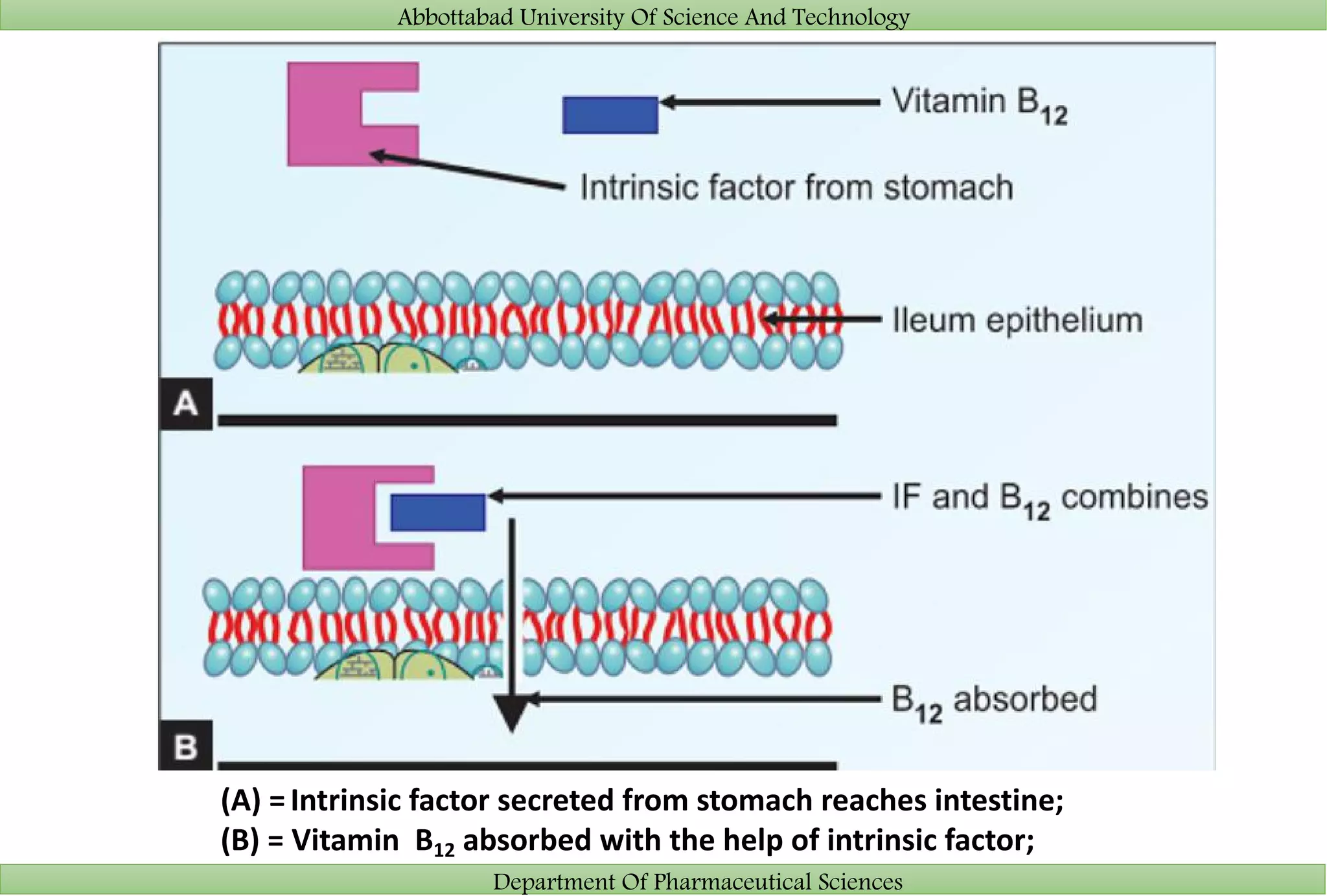 Abbottabad University Of Science And Technology
Department Of Pharmaceutical Sciences
(A) =Intrinsic factor secreted from stomach reaches intestine;
(B) = Vitamin B12 absorbed with the help of intrinsic factor;
 