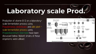 Laboratory scale Prod.
Production of vitamin B 12 on a laboratory-
scale fermentation process using
Pseudomonas denitrificans and pilot plant -
scale fermentation process using
Propionibacterium shermanii have been
discussed below. Mutant strains of these
organisms were utilised.
 
