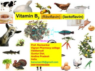 (Riboflavin) (lactoflavin)Vitamin B2 (lactoflavin)
N
N
NH
N
Me
Me
O
O
CH2OH
(HO-C-H)3
CH2
Ribose moiety
Vit B2 = Riboflavin
Isoalloxazine moiety
3
Prof. Ravisankar
Vignan Pharmacy college
Valdlamudi
Guntur Dist.
Andhra Pradesh
India.
banuman35@gmail.com
00919059994000
 