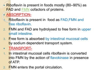  Riboflavin is present in foods mostly (80–90%) as
FAD and FMN cofactors of proteins.
 ABSORPTION-
1. Riboflavin is present in food as FAD,FMN and
free riboflavin.
2. FMN and FAD are hydrolysed to free form in upper
small intestine.
3. Free form is absorbed by intestinal mucosal cells
by sodium dependent transport system.
 TRANSPORT-
1. In intestinal mucosal cells riboflavin is converted
into FMN by the action of flavokinase in presence
of ATP.
2. FMN enters the portal circulation.
 