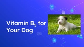 Vitamin B5 for
Your Dog
 