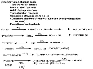 Decarboxylation of amino acids
Transaminase reactions
Racemization reactions
Aldol cleavage reactions
Transulfuration reactions
Conversion of tryptophan to niacin
Conversion of linoleic acid into arachidonic acid (prostaglandin
precursor)
Formation of sphingolipids
SERINE ETHANOLAMINE ACETYLCHOLINE
TYROSINE DOPA DOPAMINE EPINEPHRINE
TRYPTOPHAN 5-HT SEROTONIN
HISTIDINE HISTAMINE
GLUTAMIC ACID GAMMA AMINOBUTYRIC ACID (GABA)
CYSTEINE CYSTEINE SULFINIC ACID TAURINE
- CO2
- CO2
- CO2
- CO2
- CO2
- CO2
(Decarboxylation)
Serine
-NH3
+ H20
Pyruvic acid (Elimination)
 