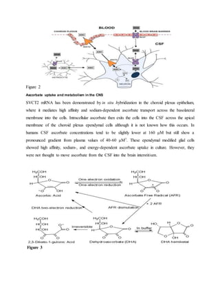 Figure 2
Ascorbate uptake and metabolism in the CNS
SVCT2 mRNA has been demonstrated by in situ hybridization in the choroid plexus epithelium,
where it mediates high affinity and sodium-dependent ascorbate transport across the basolateral
membrane into the cells. Intracellular ascorbate then exits the cells into the CSF across the apical
membrane of the choroid plexus ependymal cells although it is not known how this occurs. In
humans CSF ascorbate concentrations tend to be slightly lower at 160 μM but still show a
pronounced gradient from plasma values of 40-60 μM7. These ependymal modified glial cells
showed high affinity, sodium-, and energy-dependent ascorbate uptake in culture. However, they
were not thought to move ascorbate from the CSF into the brain interstitium.
Figure 3
 