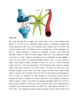 Discussion
The results discussed thus far suggest that ascorbate plays a role in both sustaining normal
function of the CNS and in ameliorating damage induced by pathological conditions that
increase generation of ROS (e.g., severe antioxidant vitamin depletion, lack of the SVCT, and
ischemia-reperfusion injury). 20As alluded to above, a consistent factor in these pathologies is the
need to maintain intracellular, as opposed to extracellular, ascorbate2. The concept that
intracellular ascorbate is crucial for protection against oxidant stress is also supported by results
of several in vivo studies. Finally, the neuroprotective role of intracellular ascorbate highlights a
crucial role for the SVCT2 in preserving intracellular ascorbate. After 7-14 days of growth in
defined media lacking ascorbate, intracellular ascorbate was very low in SVCT2-expressing
neurons (100 μM or less), and undetectable in SVCT2-deficient neurons. Moreover, following
middle cerebral artery occlusion in rats, SVCT2 mRNA 24increased over several hours in the
peri-infarct penumbra, both in neurons and in glia .Together, the results of these studies strongly
support a protective role for ascorbate and for the SVCT2 in brain during acute ROS generation.
There are again two mechanisms by which ascorbate can enter neurons and glia from the
interstitial space (Fig.2): 1) transport of ascorbate on the SVCT2 and 2) oxidation of ascorbate to
DHA and uptake of DHA on the GLUTs and subsequent intracellular reduction. The SVCT2 is
found in greater abundance in neuron-dense areas of the brain such as cortex, hippocampus and
cerebellum. In most non-neuronal cell types, the SVCT2 has a high affinity for ascorbate (Km =
20-40 μM) 21. This suggests that ascorbate uptake and content in neurons will be limited by the
 
