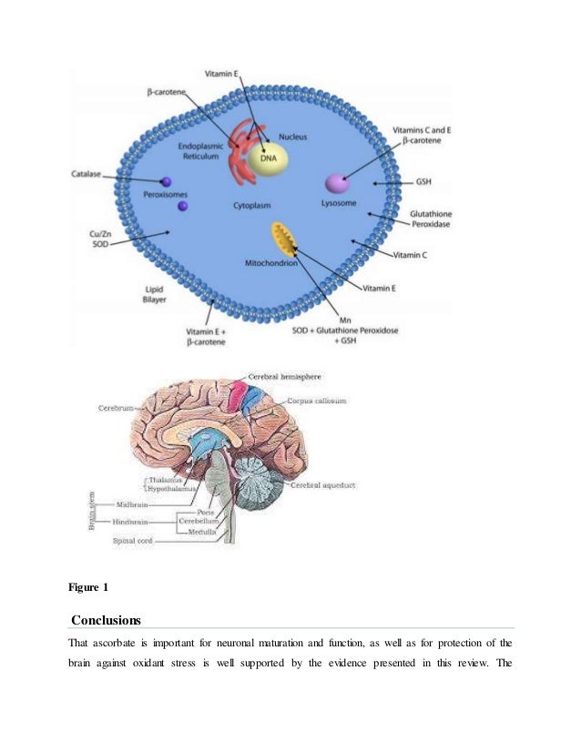 Vitamin c.role in cns.