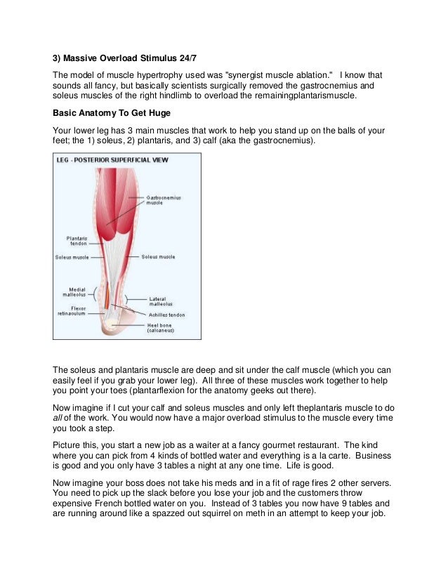 Vitamin c limits muscle hypertrophy