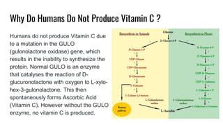 Presentation on Vitamin C | PPTX