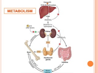 VitaminD3
Vit D 25 Hydroxylase
 