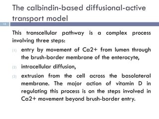 The calbindin-based diffusional-active
transport model13
This transcellular pathway is a complex process
involving three s...