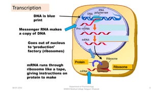 Protein
Ribosome
Messenger RNA makes
a copy of DNA
Goes out of nucleus
to ‘production’
factory (ribosomes)
mRNA runs through
ribosome like a tape,
giving instructions on
protein to make
DNA is blue
print
08-07-2016
Department of Pharmacology
MIMER Medical College Talegaon Dhabade
4
Transcription
 