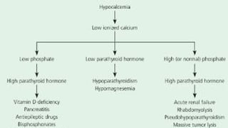 Vitamin D and Calcium Homeostasis | PDF