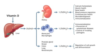 Vitamin D and Calcium Homeostasis | PDF