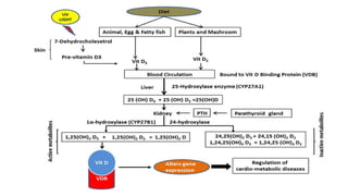 Vitamin D and Calcium Homeostasis | PDF