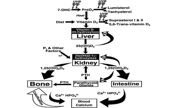 Vitamin D and Calcium Homeostasis | PDF