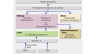 Vitamin D and Calcium Homeostasis | PDF