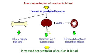 Vitamin D and Calcium Homeostasis | PDF