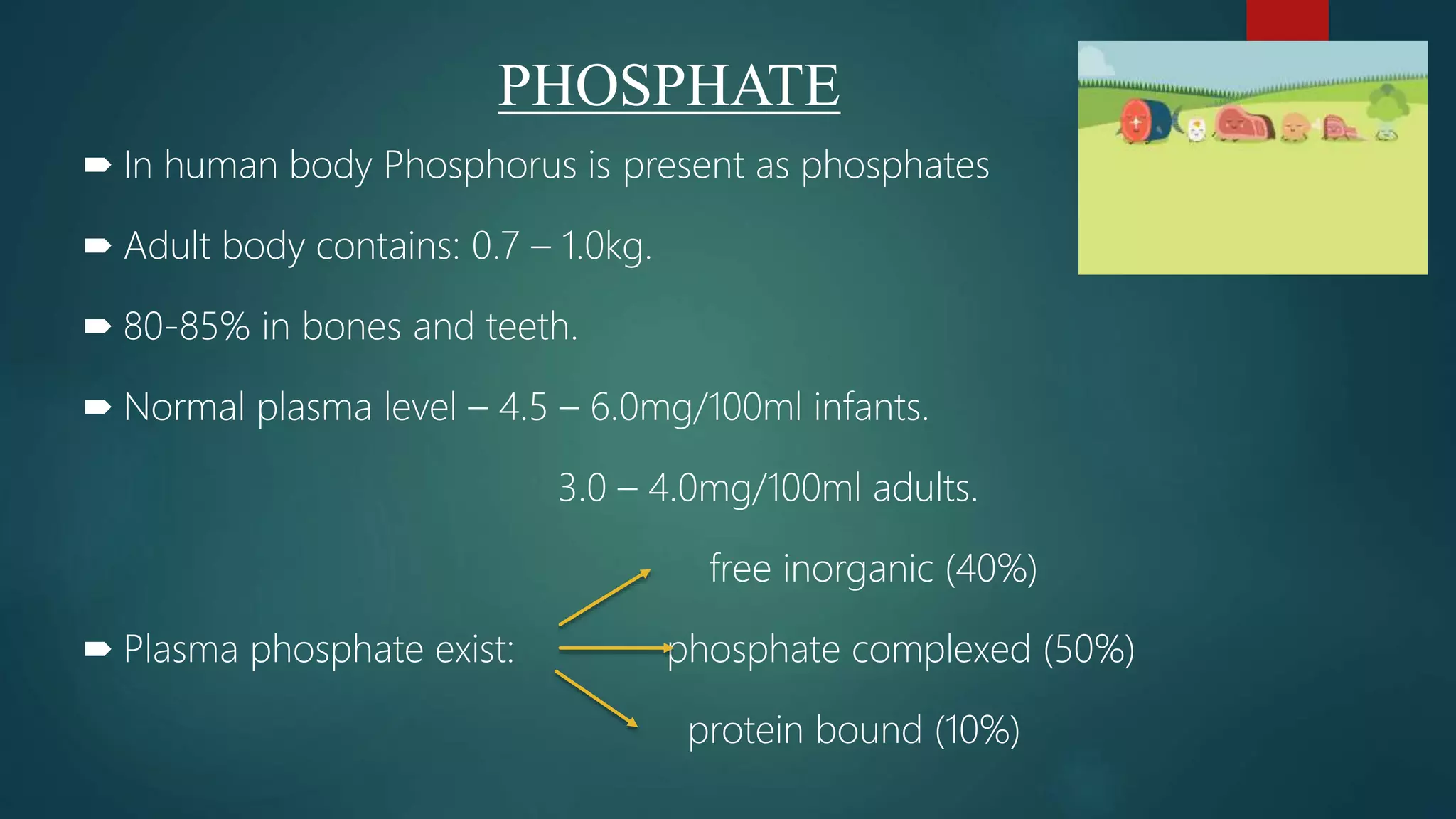 PHOSPHATE
 In human body Phosphorus is present as phosphates
 Adult body contains: 0.7 – 1.0kg.
 80-85% in bones and teeth.
 Normal plasma level – 4.5 – 6.0mg/100ml infants.
3.0 – 4.0mg/100ml adults.
free inorganic (40%)
 Plasma phosphate exist: phosphate complexed (50%)
protein bound (10%)
 
