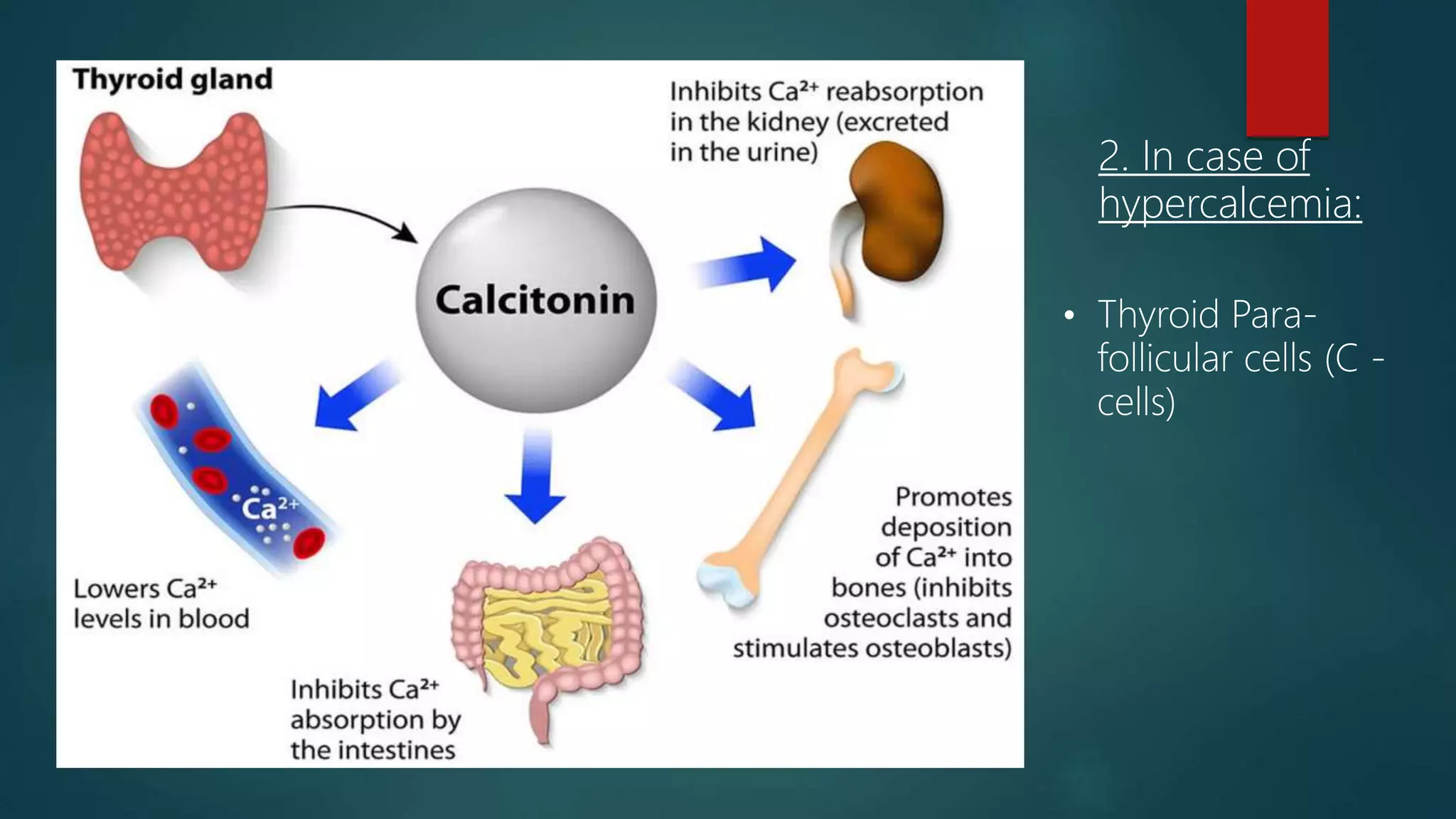 2. In case of
hypercalcemia:
• Thyroid Para-
follicular cells (C -
cells)
 