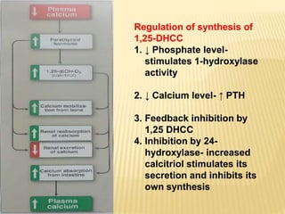 Regulation of synthesis of
1,25-DHCC
1. ↓ Phosphate level-
stimulates 1-hydroxylase
activity
2. ↓ Calcium level- ↑ PTH
3. Feedback inhibition by
1,25 DHCC
4. Inhibition by 24-
hydroxylase- increased
calcitriol stimulates its
secretion and inhibits its
own synthesis
 