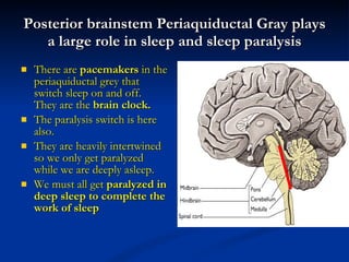 Posterior brainstem Periaquiductal Gray plays a large role in sleep and sleep paralysis There are  pacemakers  in the periaquiductal grey that switch sleep on and off.  They are the  brain clock. The paralysis switch is here also. They are heavily intertwined so we only get paralyzed while we are deeply asleep. We must all get  paralyzed in deep sleep to complete the work of sleep 