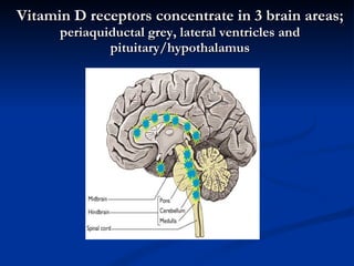 Vitamin D receptors concentrate in 3 brain areas;  periaquiductal grey, lateral ventricles and pituitary/hypothalamus 