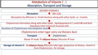Metabolism of Vitamin E :1
Absorption, Transport and Storage
DIETARY VITAMIN E
Absorption by diffusion in Small Intestine along with other lipids as micelles
Chylomicrons formation along with other lipids , Apolipoprotein A 1 and B 48 and their
Exocytosis from intestinal mucosal cells
Chylomicrons enter lager veins via thoracic duct
Blood  heart  adipose tissue / Muscles liver
Storage of vitamin E : in adipose tissue /Muscles take lager proportion of dietary vitamin E
from Chylomicrons for storage
Bile salts
Transport
Absorption
Chylomicrons
Secretion of Chylomicrons into lymphatic vessels
 