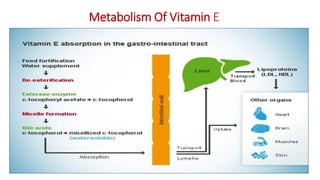 Metabolism Of Vitamin E
 